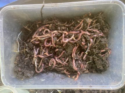 live worms for fishing  Gumtree Australia Free Local Classifieds