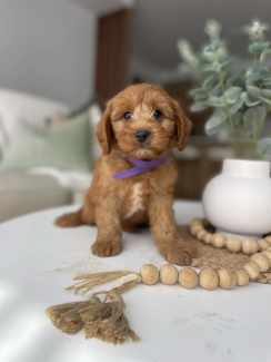Toy Cavoodle pup maleF1 !!Ready Now 