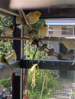Canary’s For Sale !!