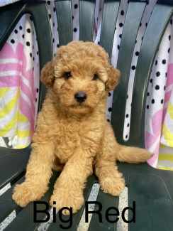 Pomeranian and sale poodle puppies