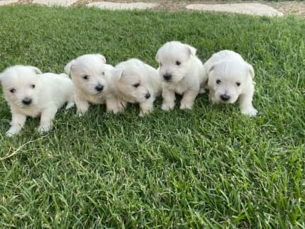 Pedigree westies outlet for sale