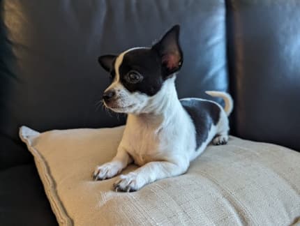 Chihuahua store stud gumtree