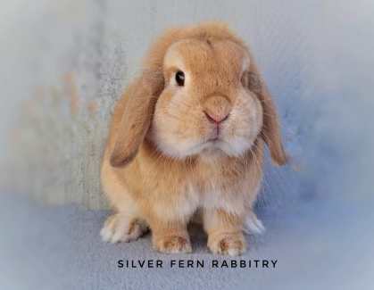 Pure bred mini store lop rabbits sale