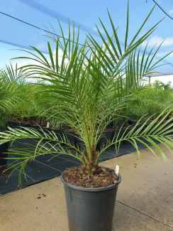 Archontophoenix Purpurea - Purple King Palm - Sunshine Coast Plants