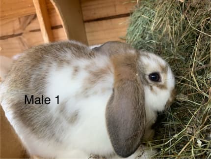 9 week old store bunny