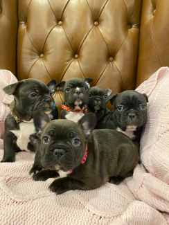 Gumtree sales bulldog puppies