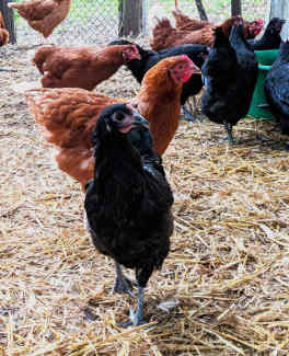 Australorp Cross and Isa Brown POL Pullets 27 weeks old