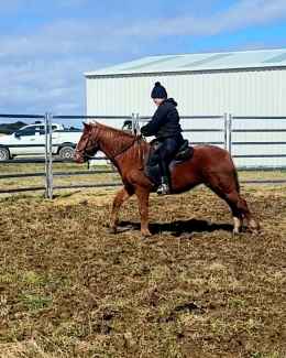 13.2hh Brumby mare, horse for sale 