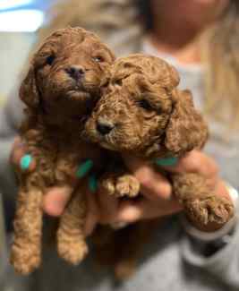 Toy cavoodles red