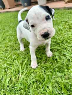 Gumtree mastiff store