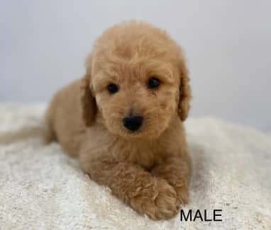 CAVOODLE TEDDYBEAR DNA tested Fully Insured