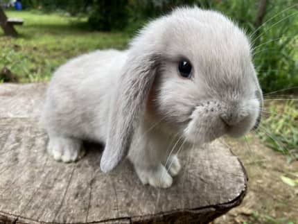 Baby rabbits hot sale for sale gumtree