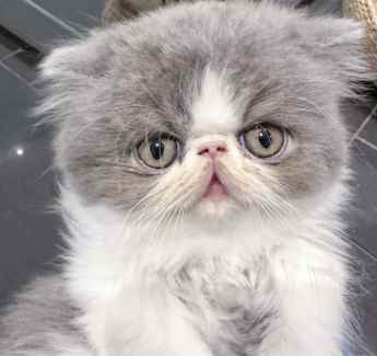 Exotic shorthair and longhair Persian kittens looking for the new home