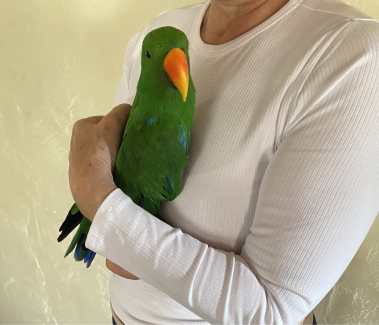 Eclectus male, 9 years old