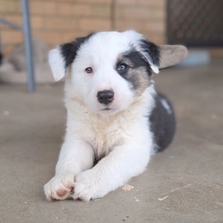 free dogs in Bendigo Region VIC Dogs Puppies Gumtree Australia Free Local Classifieds