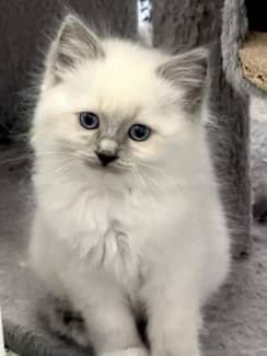 Ragdoll kittens store for sale gumtree