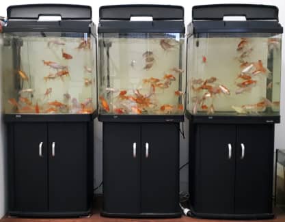 aquarium fish tanks for sale near me