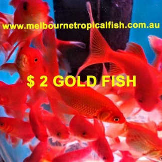 m, Fishing, Gumtree Australia Free Local Classifieds