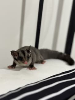 Sugar glider sale gumtree