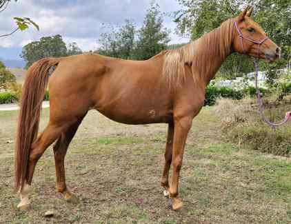 Arabian mare 
