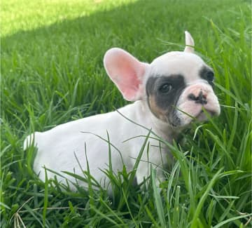 Brussels sales griffon gumtree