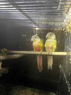 2 x young male mutation green cheek conures 