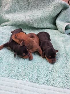 gumtree sausage dogs for sale