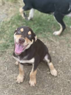 Gumtree deals kelpie puppies