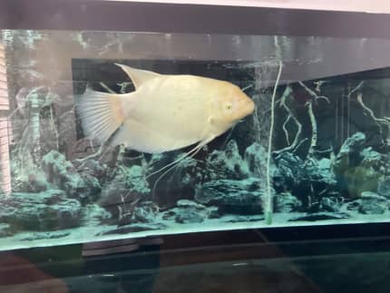 albino giant gourami for sale