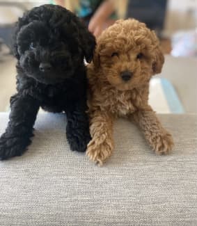 toy poodles for sale under $1000