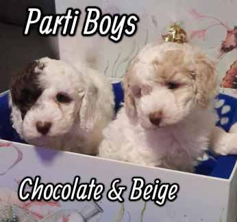 Toy/ Small Miniature Male  Parti Poodle puppies