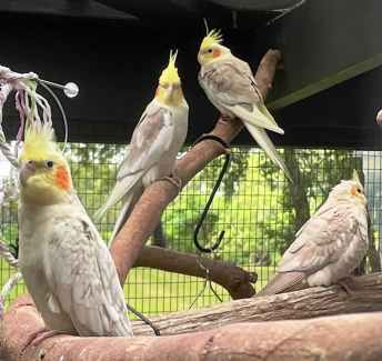 Cockatiels for sale sale gumtree