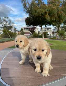 (DNA Tested) Purebred Golden Retriever Puppies 🐶 