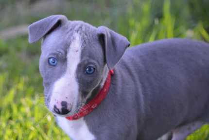 Fashion gumtree whippet puppies