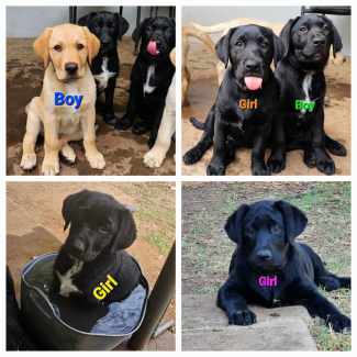 Labradors best sale on gumtree