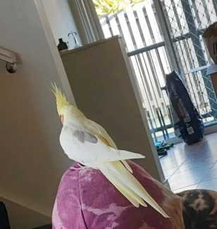 Missing bird will give 50 dollars if shes brought back safe