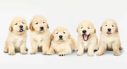 •DNA HIP/ELBOW CLEAR GOLDEN RETRIEVER PUPPY’S FOR SALE 