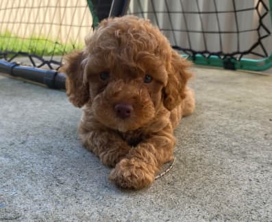 Gumtree toy outlet cavoodle