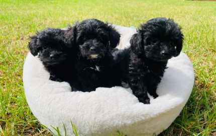 Toy poodle cross cheap chihuahua for sale