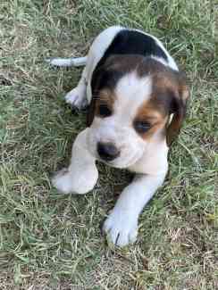 Gumtree beagles hot sale for sale