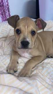 Gumtree staffy hot sale