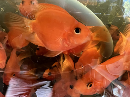 blood parrot cichlid for sale near me