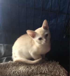 Burmese cats for cheap sale gumtree