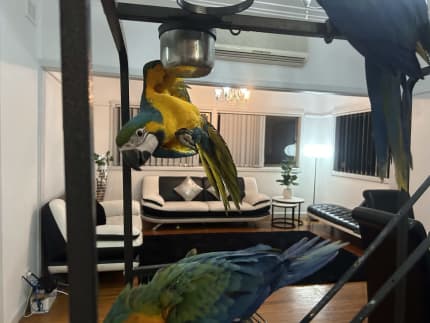 Hand raise baby Blue and gold macaw