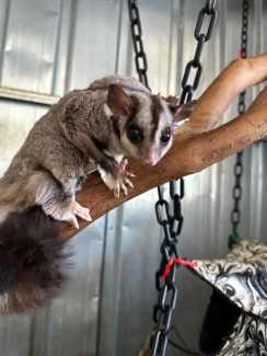 Sugar glider sale gumtree