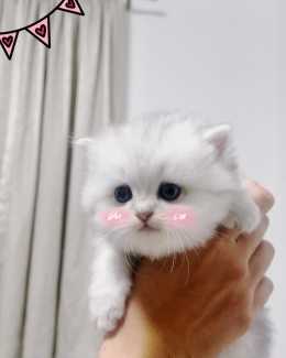 ✨ ✨ Stunning Persian Chinchilla Kittens ✨ ✨