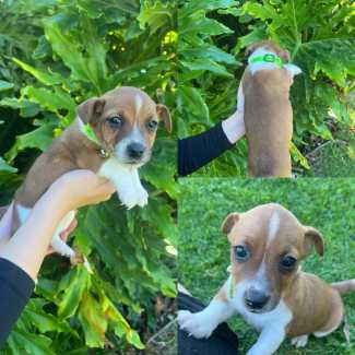 Jack Russell puppies looking for their forever home 