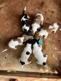 Fox terrier store for sale gumtree