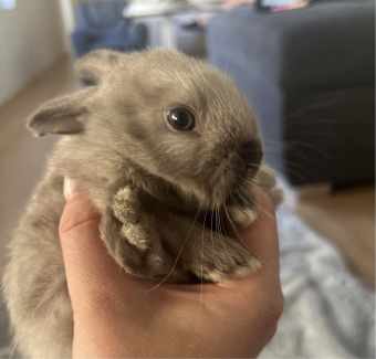 Baby bunnies 🩵🩵🩵🐰🐰🐰