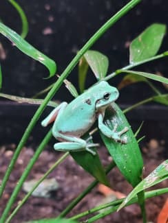 White Tree Frog Figurine, Australian Green Tree Frog 8cm Lengt